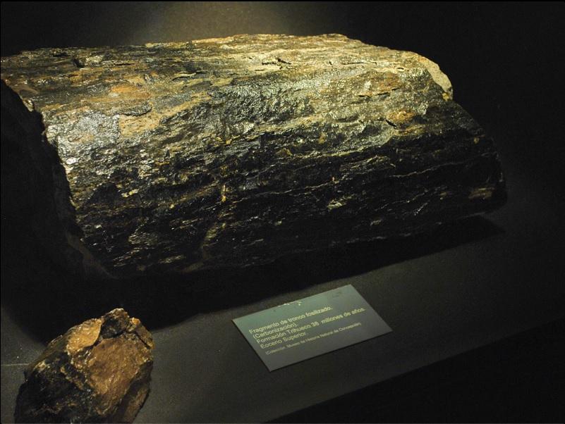 Fragmentos de tronco fosilizado. Colección Museo Historia Natural de Concepción.