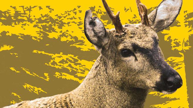 El huemul es uno de los representantes de la fauna que se exhibe en los paneles de la muestra.