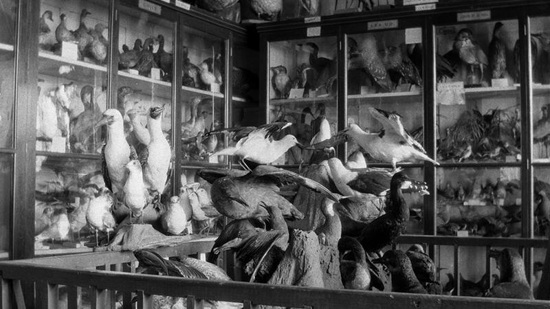Fotografía Museo de Historia Natural de Valparaíso.