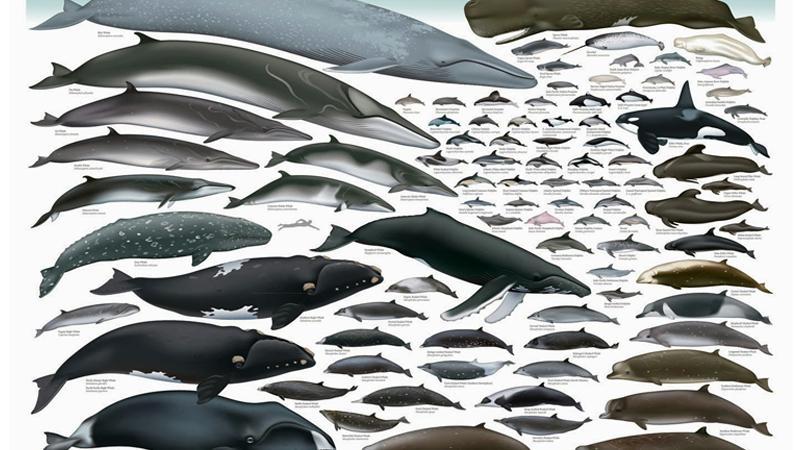 Las ballenas serán tema el 25 de septiembre.