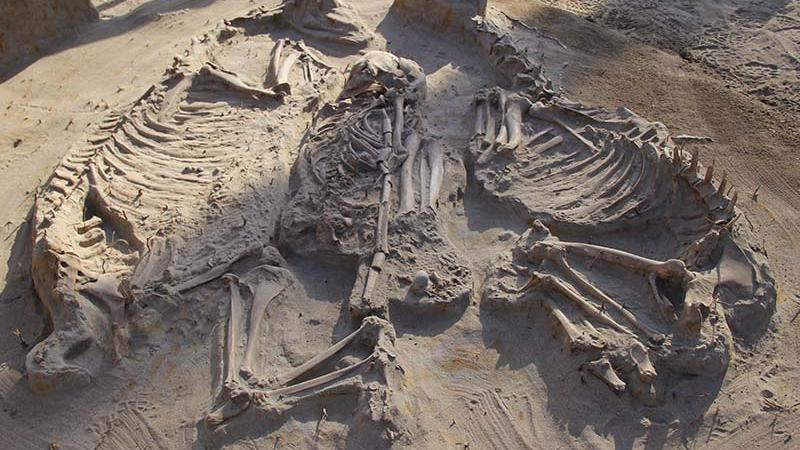 Parte de los restos encontrados en el sitio El Olivar. Cultura Las Ánimas, músico con flauta y bandas de oro.