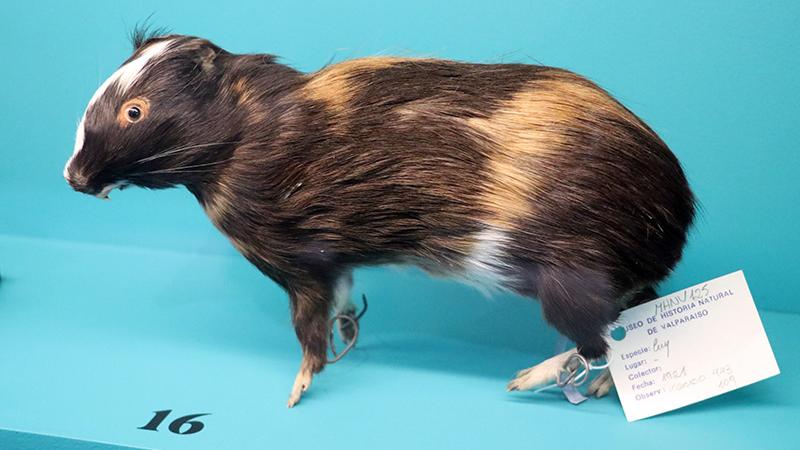 Cuy disecado perteneciente a la colección del Museo de Historia Natural de Valparaíso que está en exhibición.