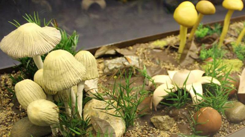 Museo Nacional de Historia Natural. Exposición "Hongos: un Reino por descubrir".