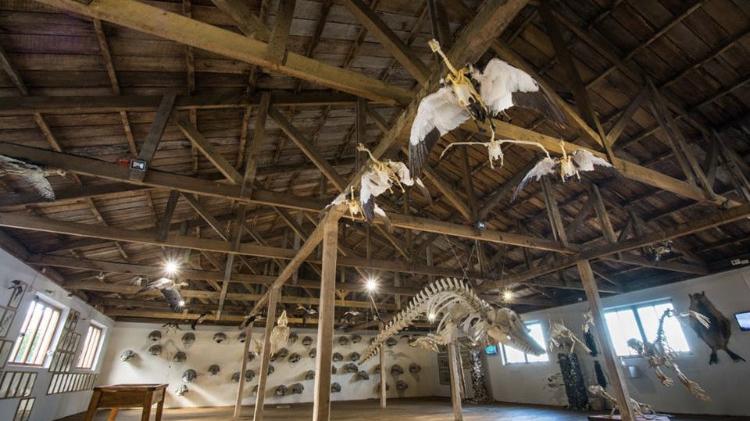 El Museo de Historia Natural de Río Seco exhibe el esqueleto de una ballena Sei o Balaenoptera borealis en el pabellón de cetáceos.