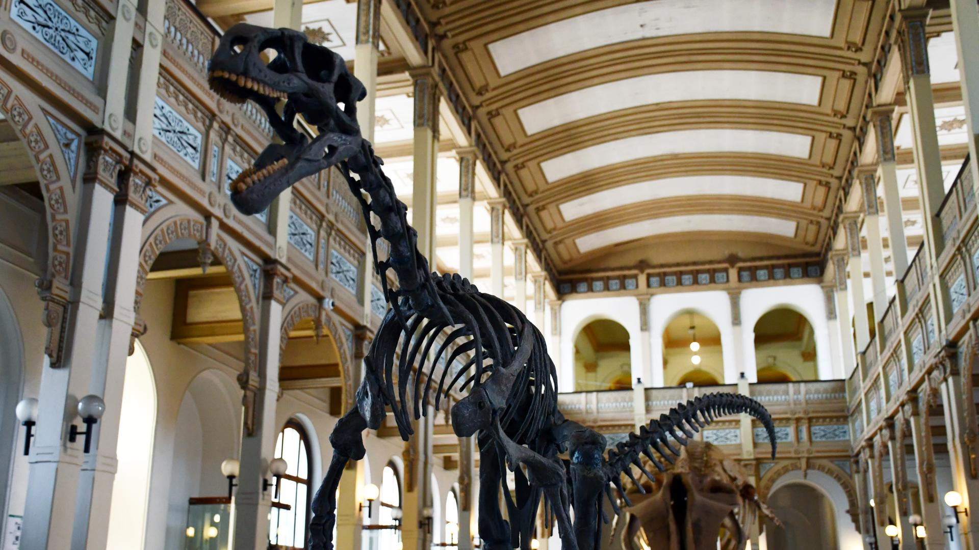 Chilesaurus diegosurezi