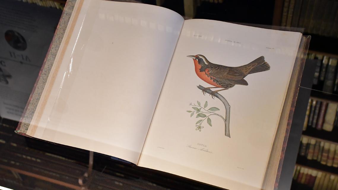 Libro con ilustración de un ave