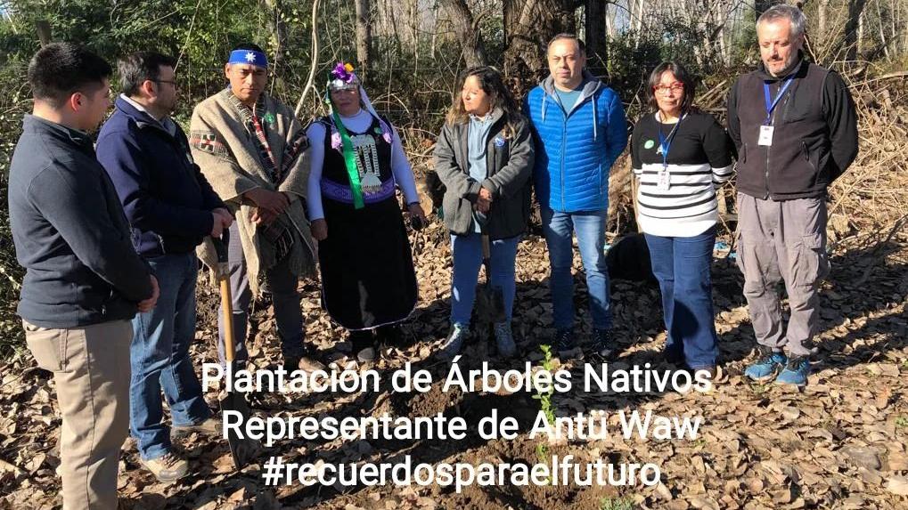 Plantación de árboles nativos 