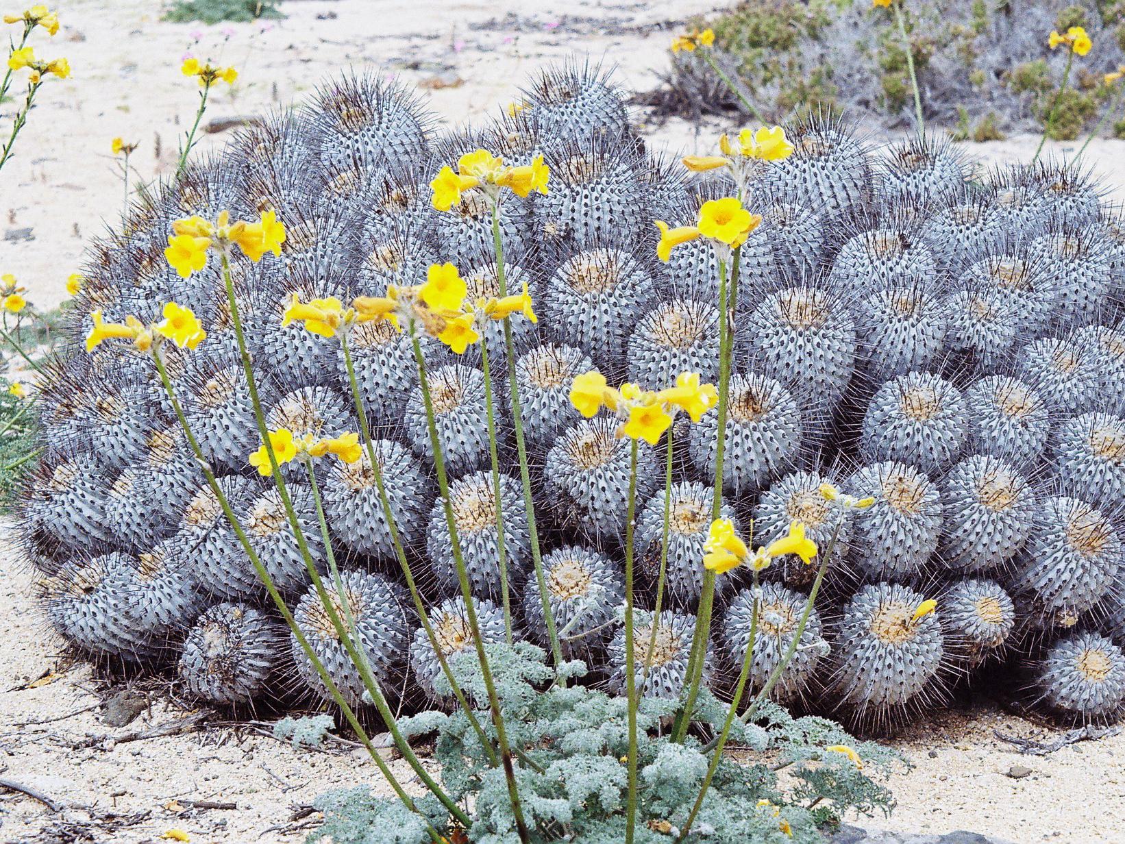 Visión histórica del Desierto Florido | Servicio Nacional del Patrimonio  Cultural