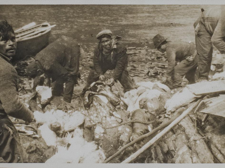 Hombres faenando lobos de mar