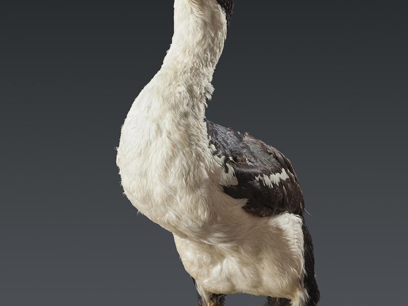 Imperial cormorant (Phalacrocorax atriceps)