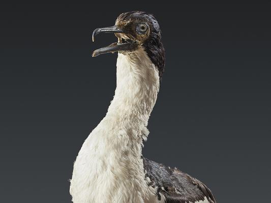 Imperial cormorant (Phalacrocorax atriceps)