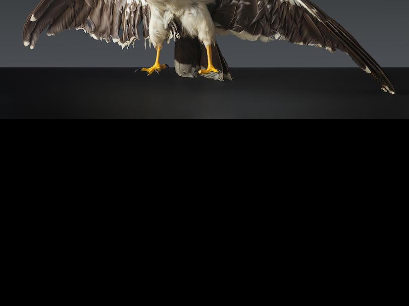 White-throated caracara (Phalcoboenus albogularis)