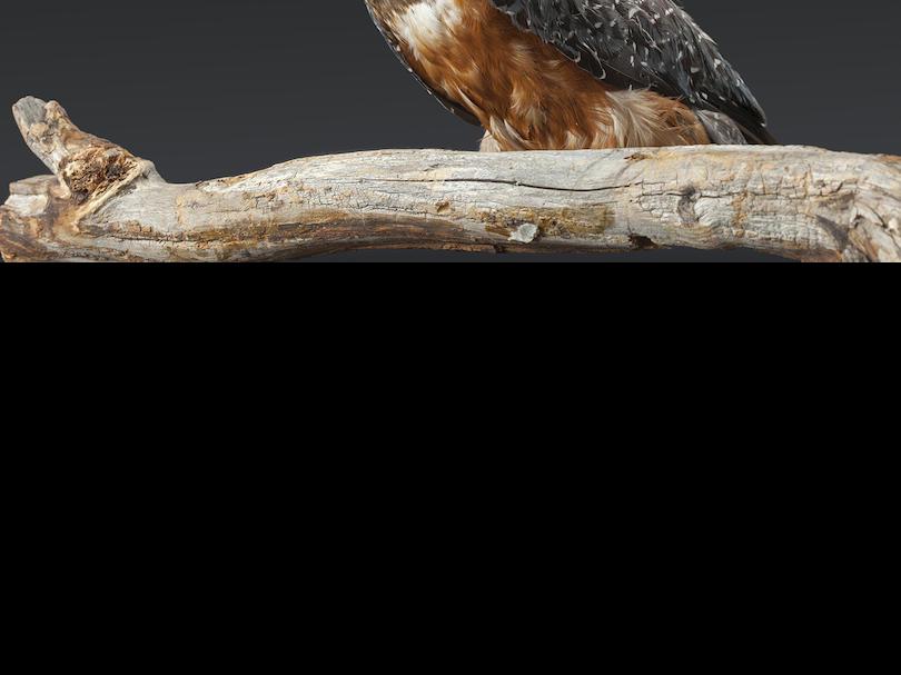 Ringed kingfisher (Ceryle toquata)