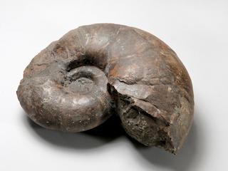 Ammonite fossil