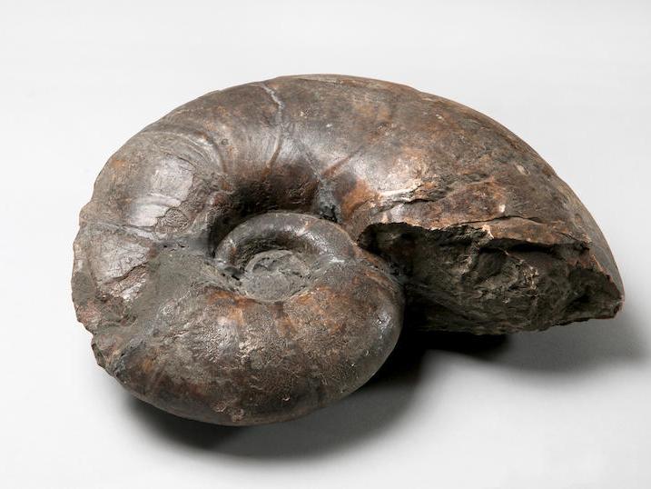 Ammonite fossil