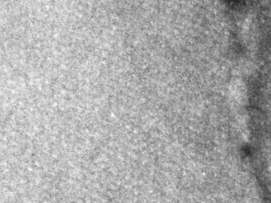 Comité Derechos Humanos