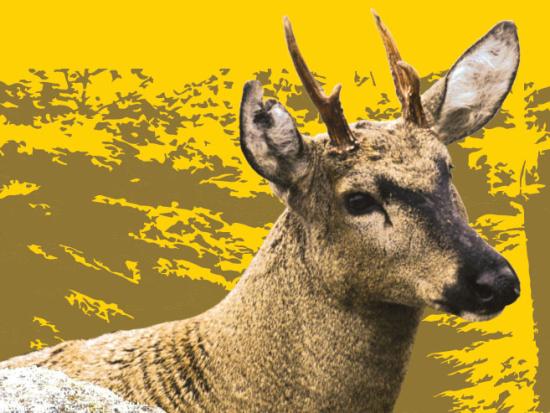El huemul es uno de los representantes de la fauna que se exhibe en los paneles de la muestra.