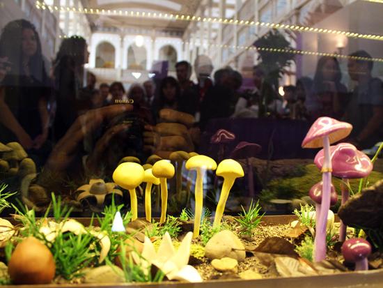 Una de las muestras de la exposición "HONGOS, un Reino por descubrir".
