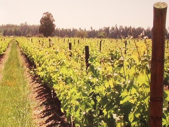 Paisaje vitivínicola.