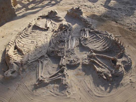 Parte de los restos encontrados en el sitio El Olivar. Cultura Las Ánimas, músico con flauta y bandas de oro. 