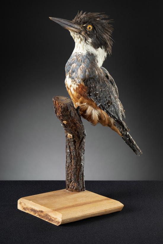 Martín pescador (Megaceryle torquata). Colección Ornitológica, Museo de Historia Natural de Concepción.