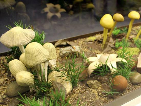 Exposición "Hongos: un Reino por descubrir".