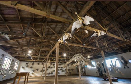El Museo de Historia Natural de Río Seco exhibe el esqueleto de una ballena Sei o Balaenoptera borealis en el pabellón de cetáceos.