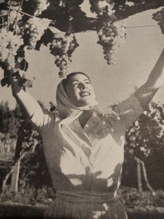 Mujer y Viñas  Fotografías de archivo