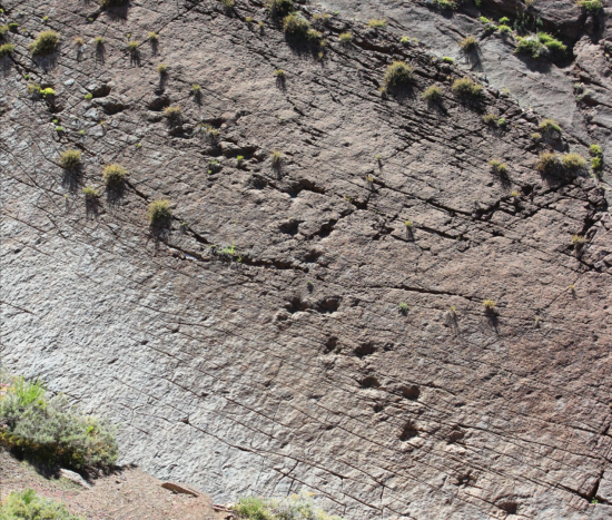   SERPAT O´Higgins publica Informe Diagnóstico Huellas de Dinosaurios de Termas del Flaco