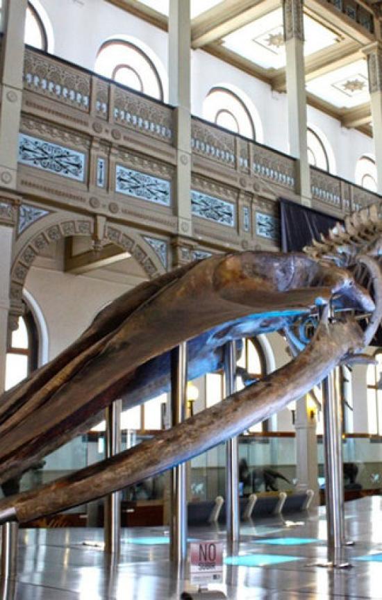National Natural History Museum portada