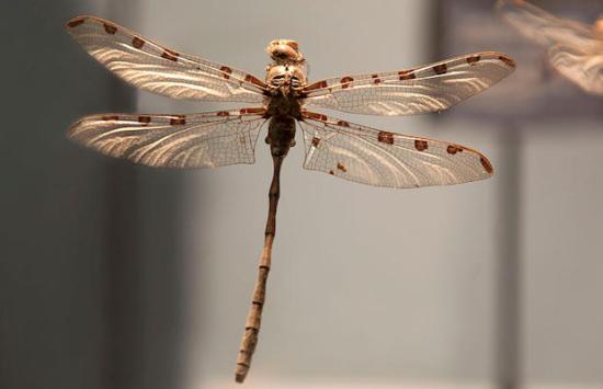 Natural History Museum of Concepción portada
