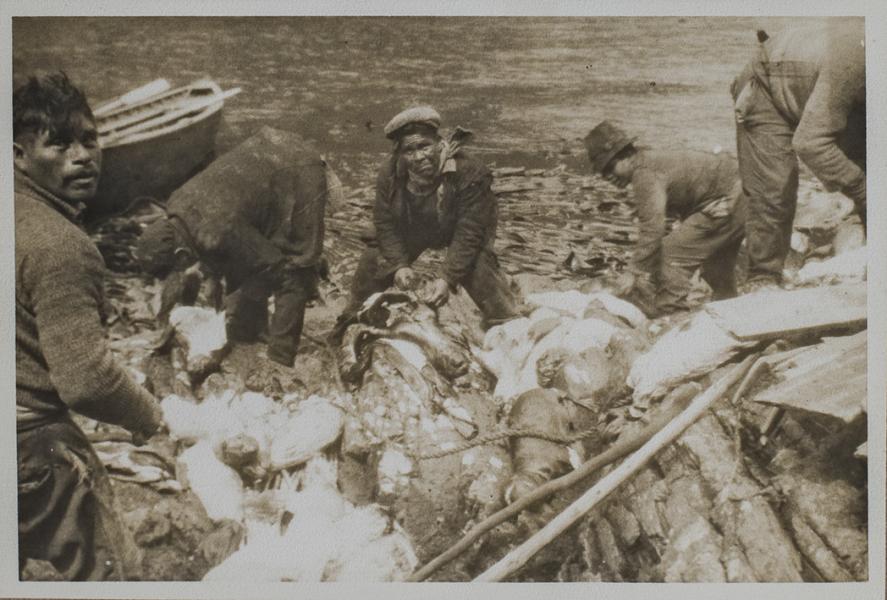 Hombres faenando lobos de mar