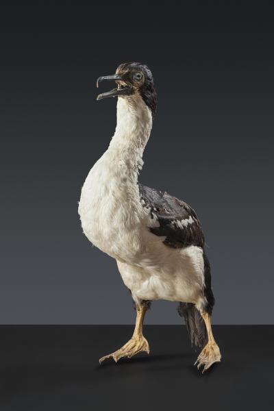 Imperial cormorant (Phalacrocorax atriceps)