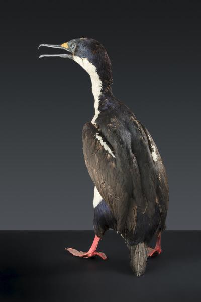 King cormorant (Phalacrocorax albiventer)