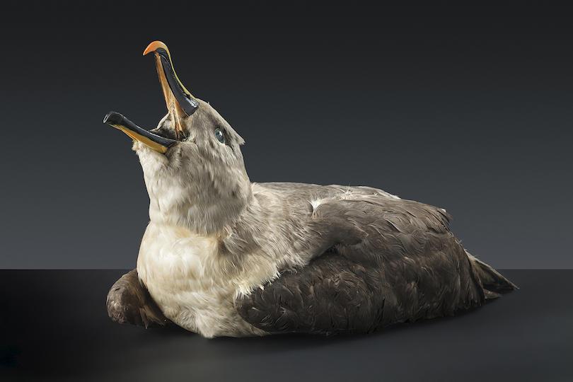 Grey-headed albatross (Thalassarche chrysostoma)