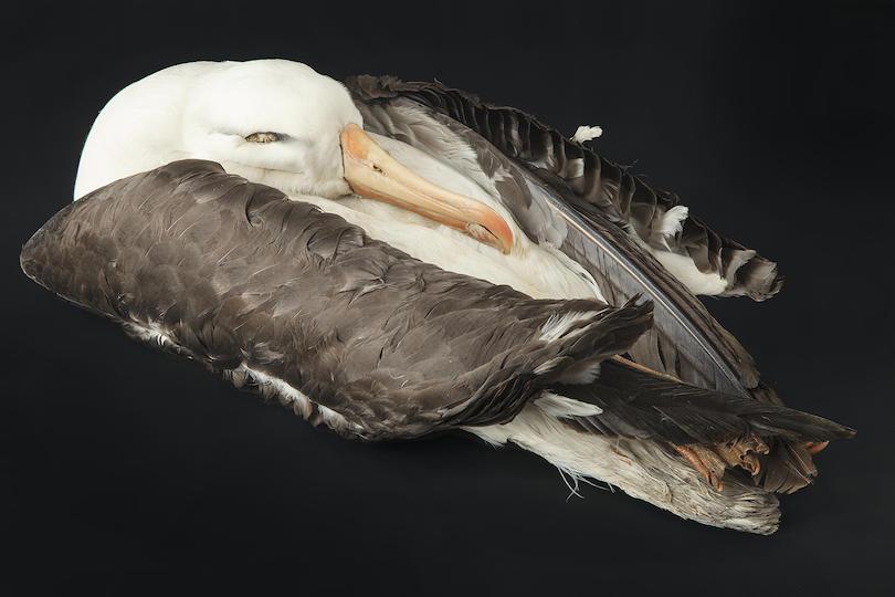 Black-browed albatross (Thalassarche melanophrys)