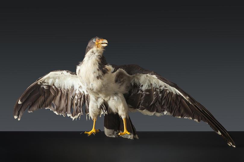White-throated caracara (Phalcoboenus albogularis)