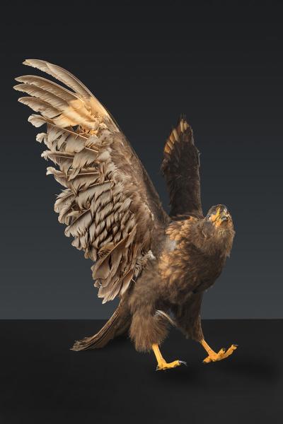 Striated caracara (Phalcoboenus australis)