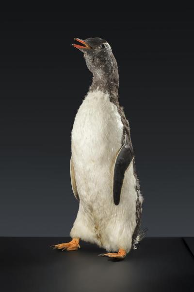 Gentoo penguin (Pygoscelis papua)