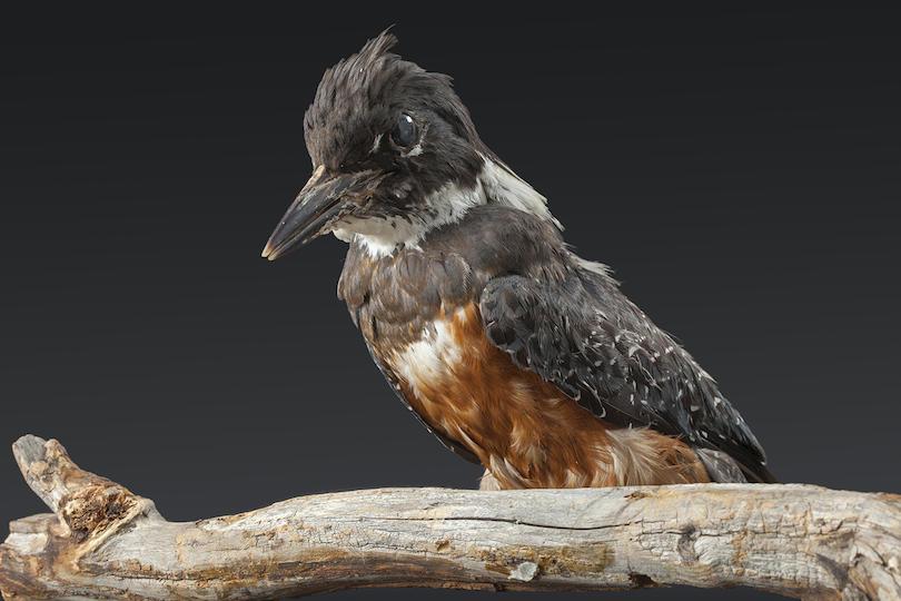 Ringed kingfisher (Ceryle toquata)