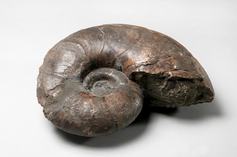 Ammonite fossil