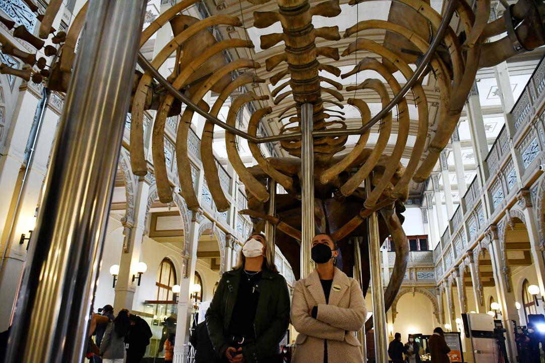 Las subsecretarias Andrea Gutiérrez (Culturas) y Carolina Gainza (Ciencia, Tecnología e Innovación) bajo el esqueleto de la ballena Greta del MNHN. subses