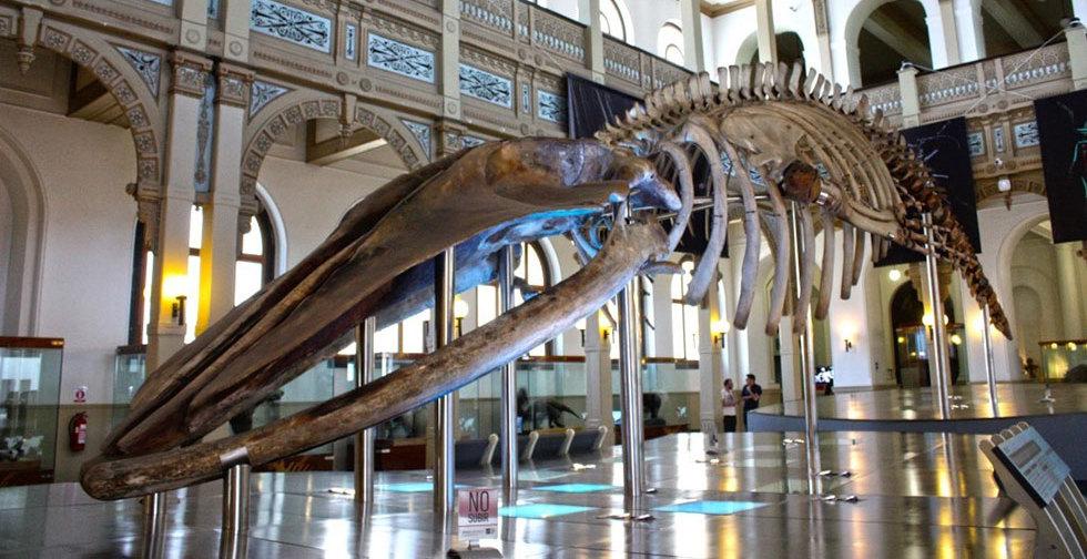 National Natural History Museum