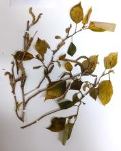 Morera de papel (Broussonetia papyrifera) Planta proveniente de Asia, conocida como morera de papel, expuesta en un fondo blanco